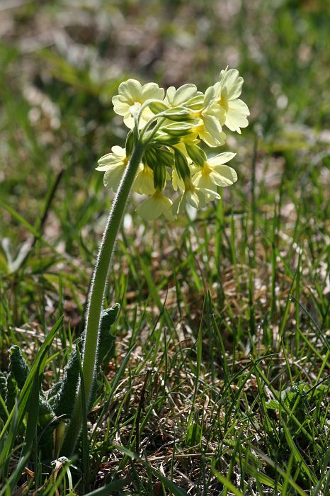 img_1389.jpg - Prvosienka jarná - Primula veris