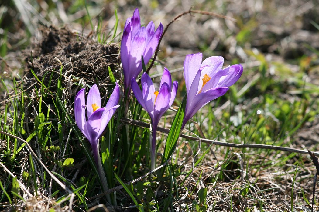 img_1398.jpg - Šafrán jarný - Crocus vernus