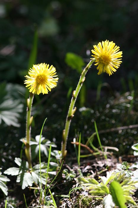 img_1399.jpg - Podbeľ liečivý - Tussilago farfara