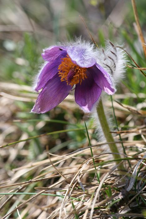 img_1427.jpg - Poniklec slovenský - Pulsatilla slavica