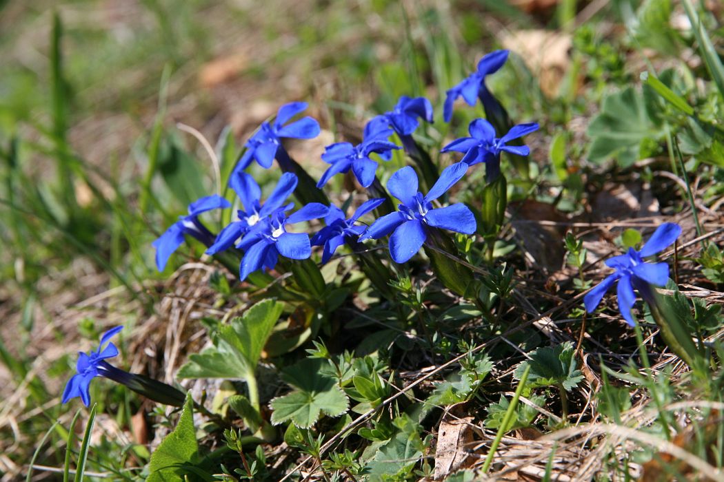 IMG_2729.JPG - Horec jarný - Gentiana verna