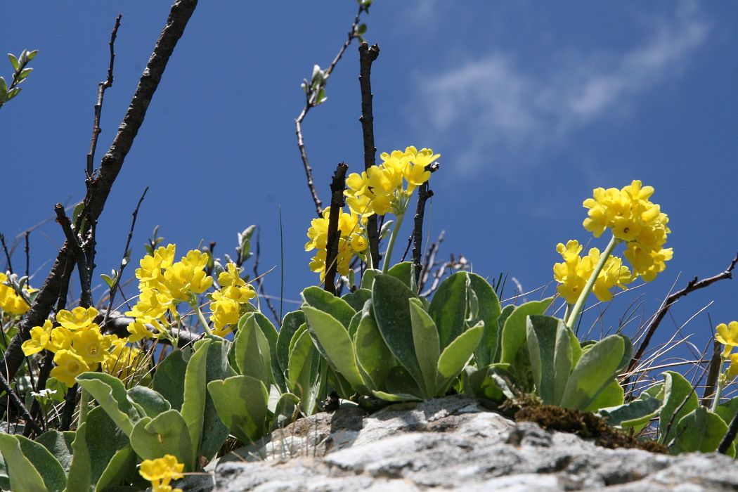 IMG_2783.JPG - Prvosienka holá (Primula auricula)