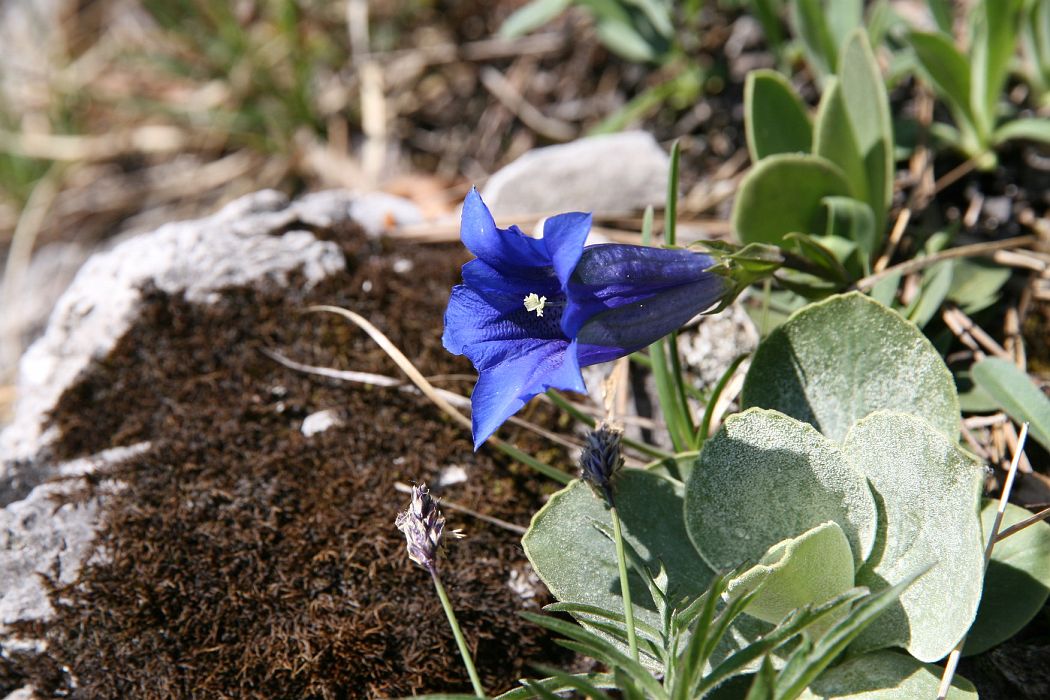 IMG_2987.JPG - Horec Clusiov - Gentiana clusii