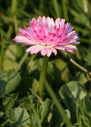 IMG_0661-2
