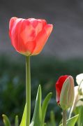 IMG_0981