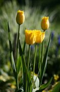 IMG_1271