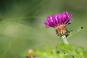 IMG_2504