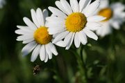 IMG_2518