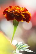 IMG_2523