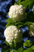 IMG_2526