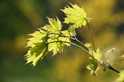 IMG_0885