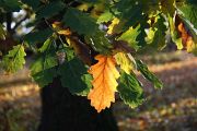 IMG_7976