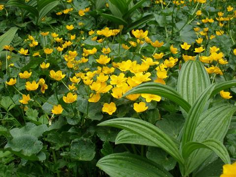 Flowers - Marsh Marigold flowers in Rohe