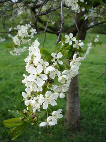 Flowers - Blossoming apple tree