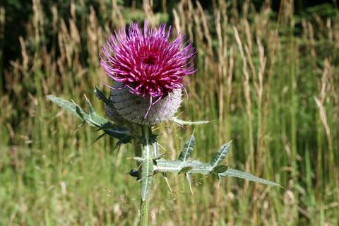 Flowers - Thistle on Cho