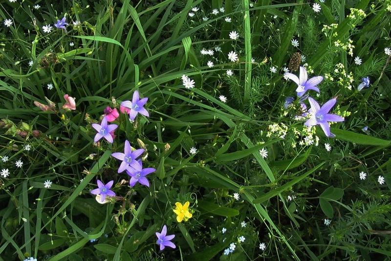 Flowers - Meadow stars